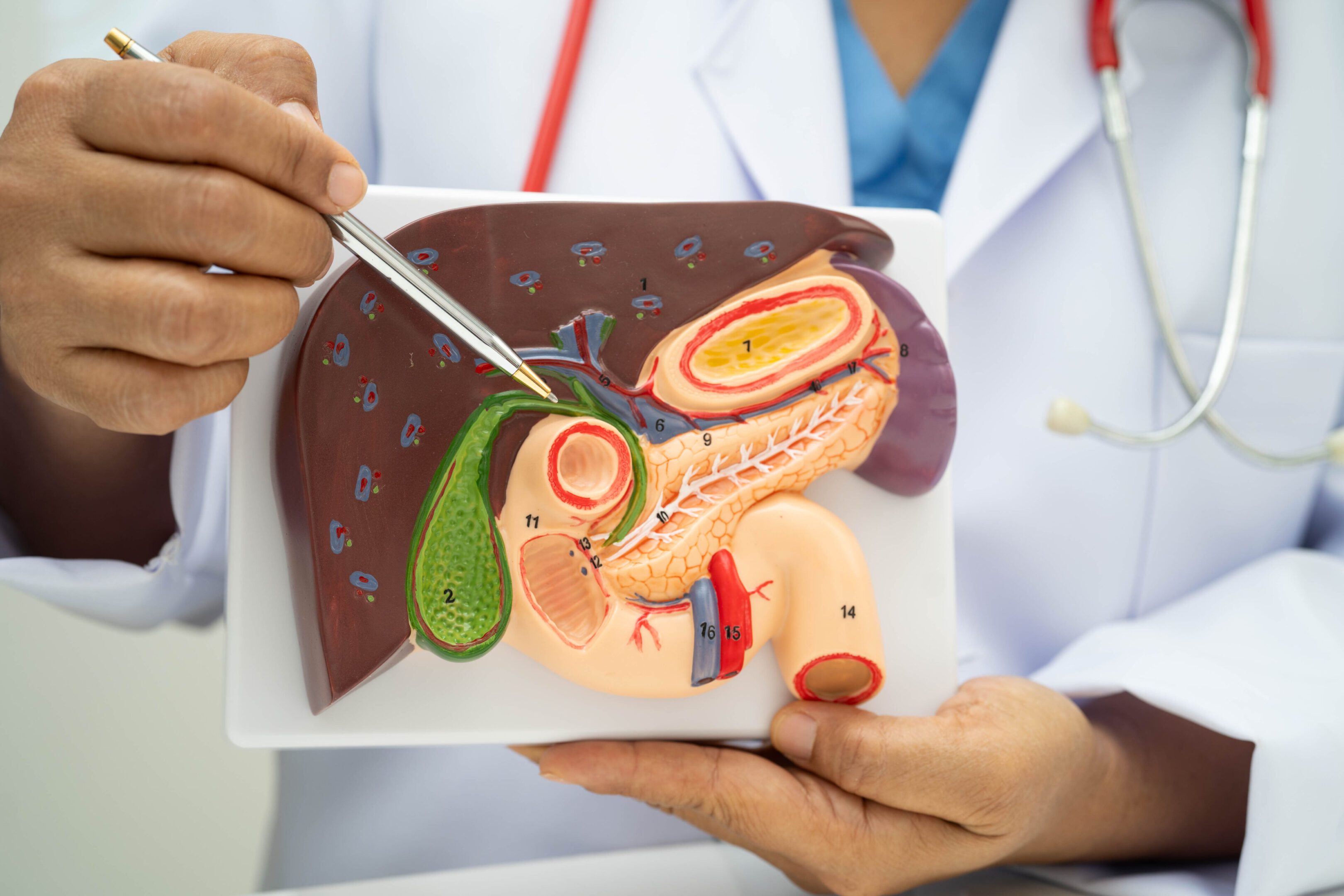 Liver with gallbladder, pancreas spleen and duodenum, Asian doctor holding human anatomy model for study diagnosis and treatment in hospital.