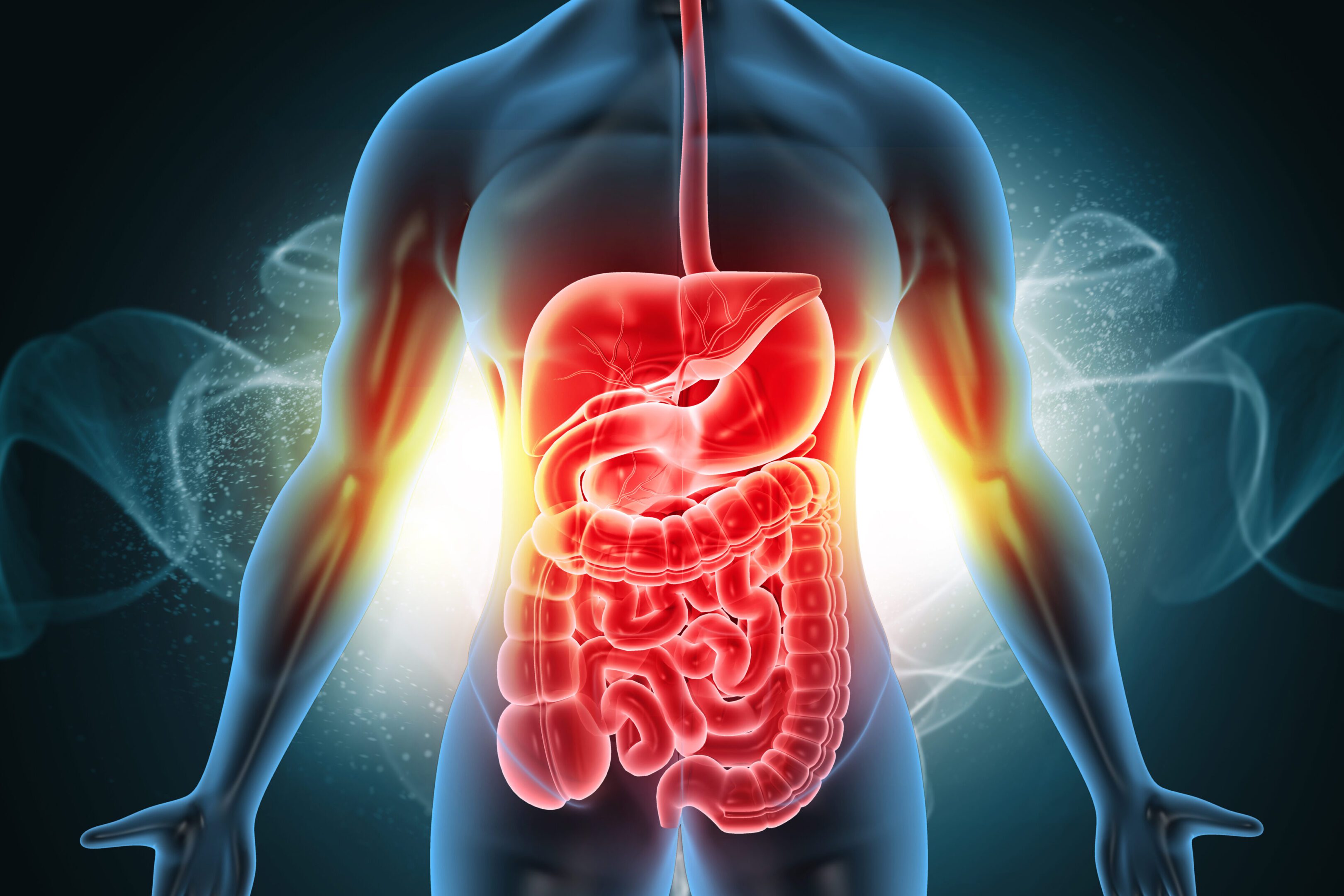 Healthy Human Body with Digestive System Anatomy. Conceptual 3D medical illustration on a clean, abstract background, highlighting the full gastrointestinal tract and overall wellness.